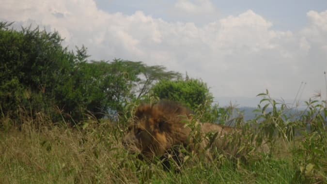 Lion close up GeoQuiz