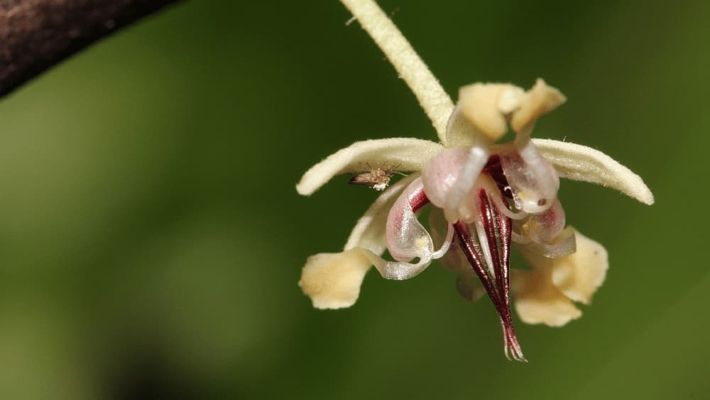 A biting midge pollinates a cacao flower on the Goodman Cacao Estate in Killaloe, Australia.