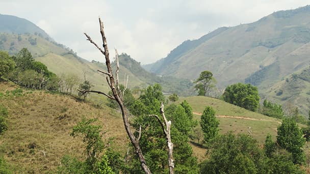 Deforestation in Honduras