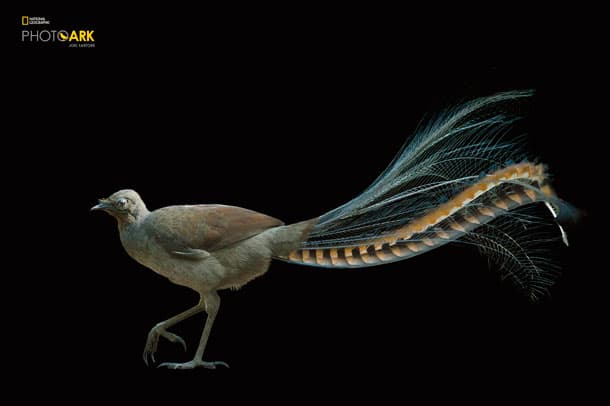 Lyrebird