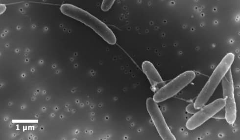 bacterial nanowires