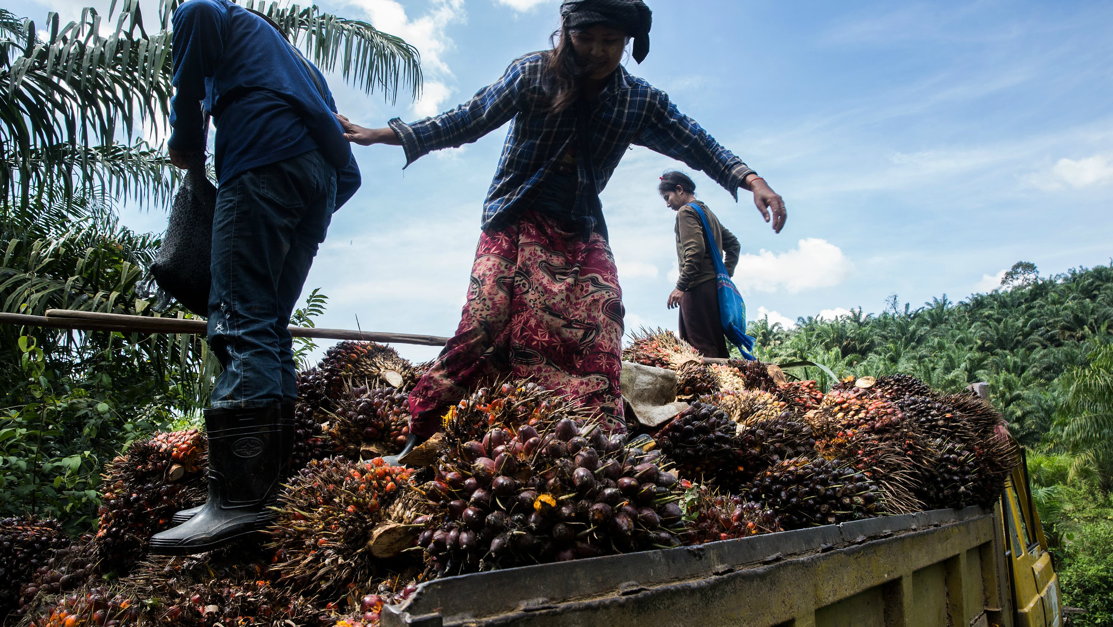 Palm oil workers load palm fruits into a truck at Asia World palm oil plantation in Bank Mae Village, Myanmar, Nov. 11, 2016.