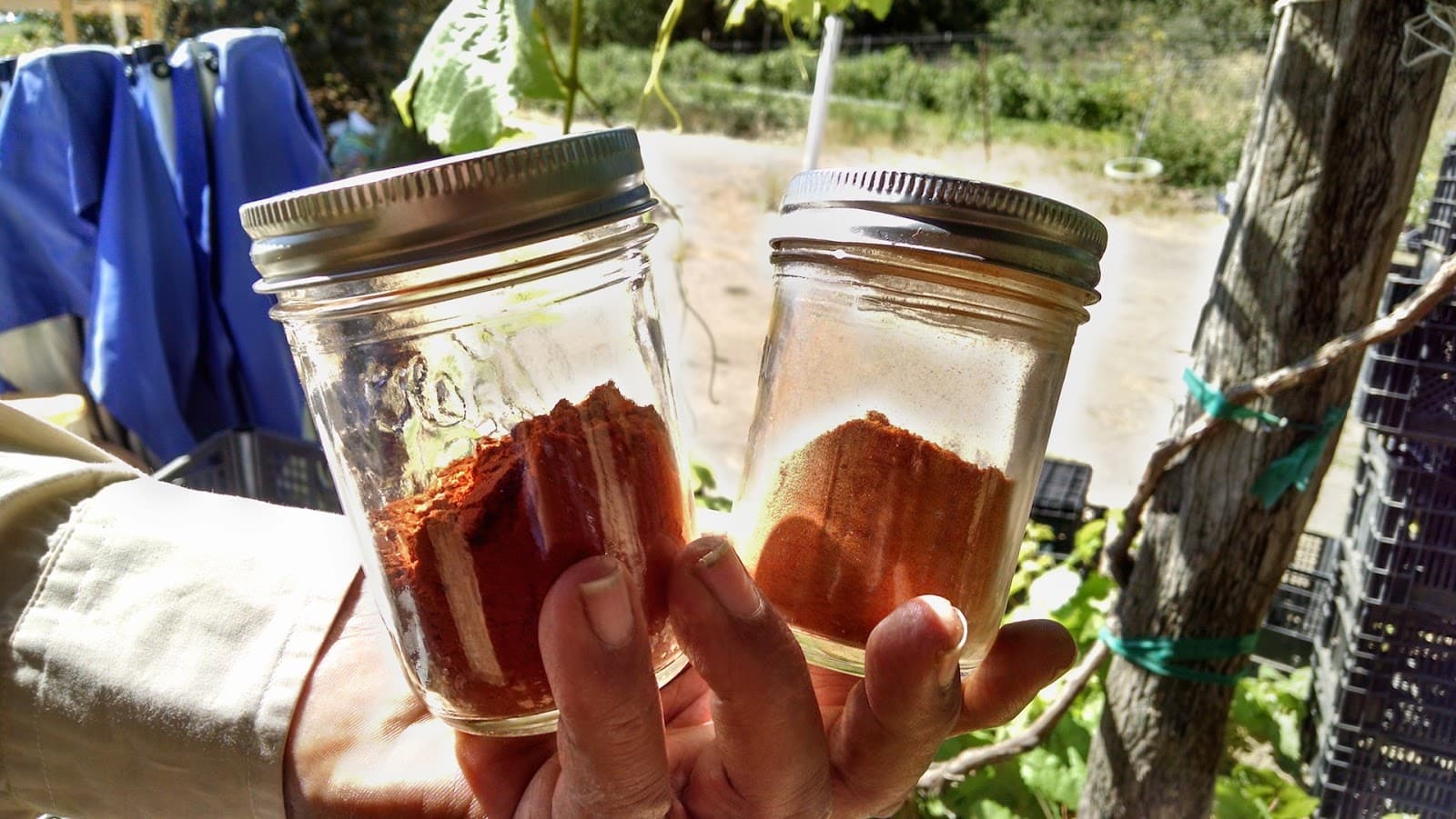 Menkir Tamrath holds up two jars of Ethiopian blends spices, Berbere and Mitmita, from plants he grows on his farm in Sunol, California.