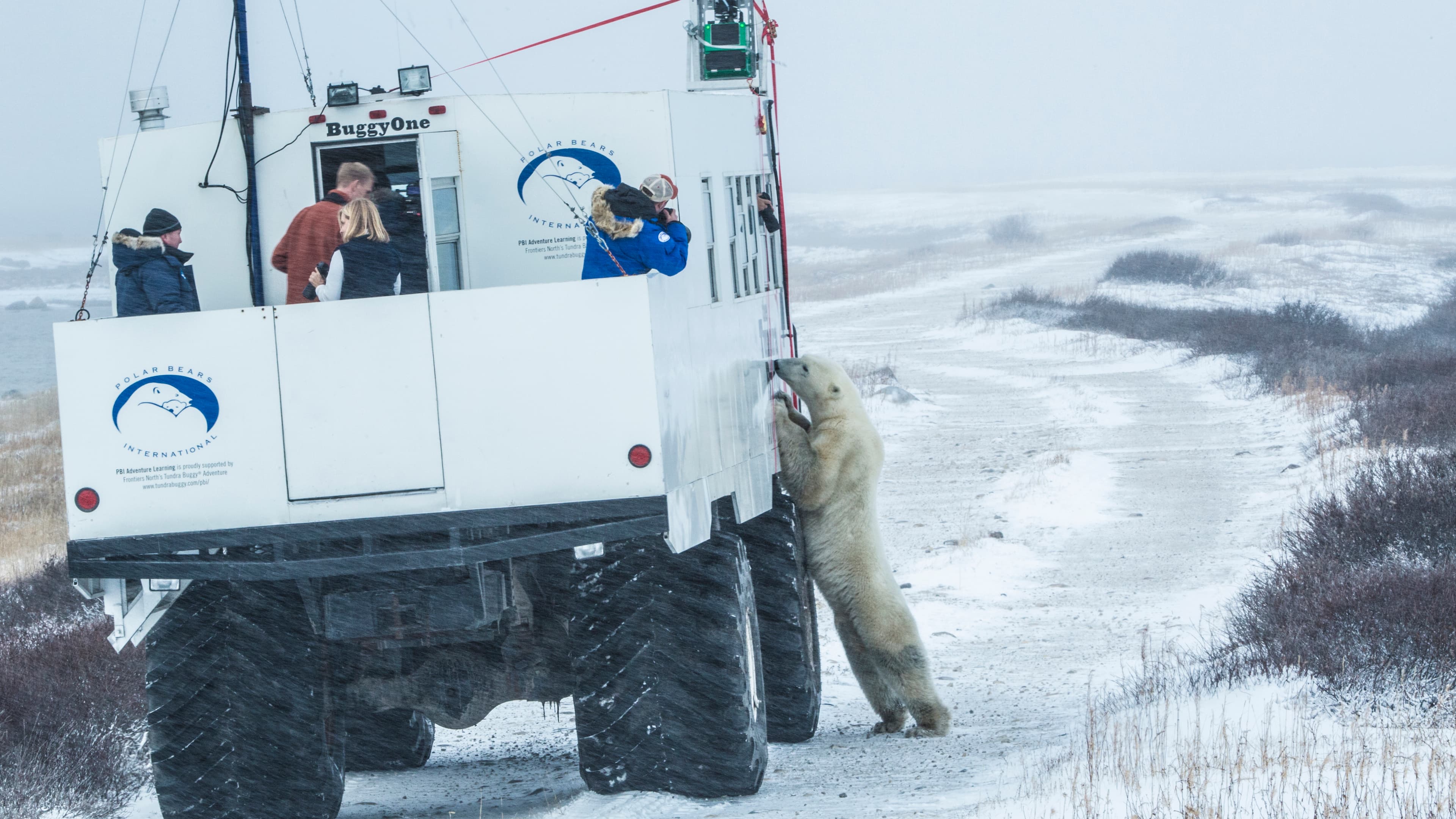 A polar bear checks out the Tundra Buggy