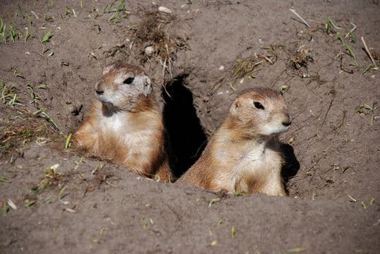 Prairie dogs