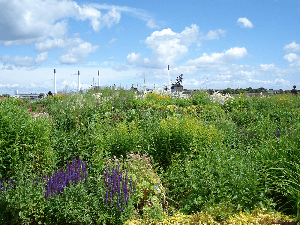 Gardens blanket the roofs of shops in Copenhagen.