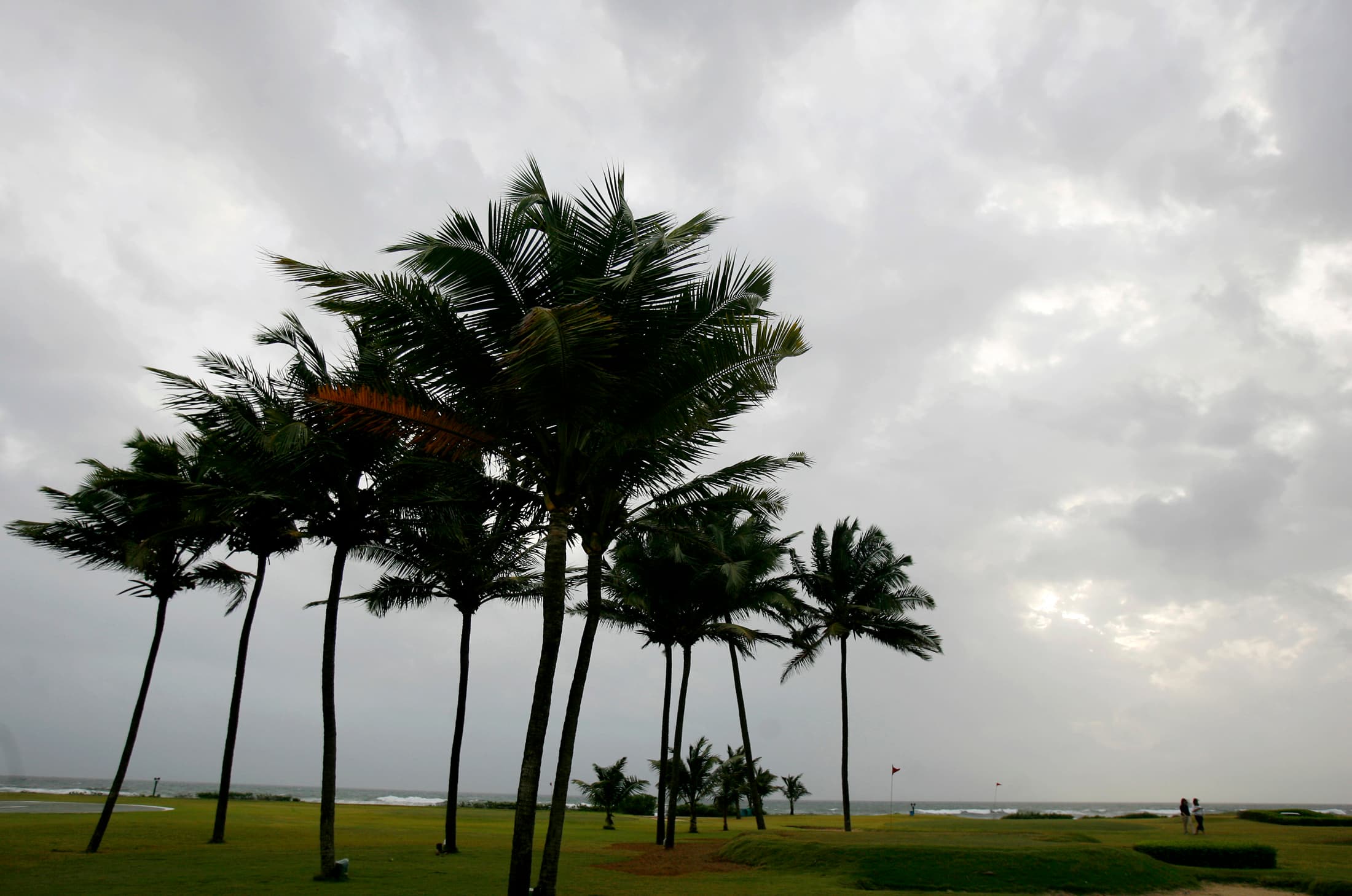 Coconut palms in Goa