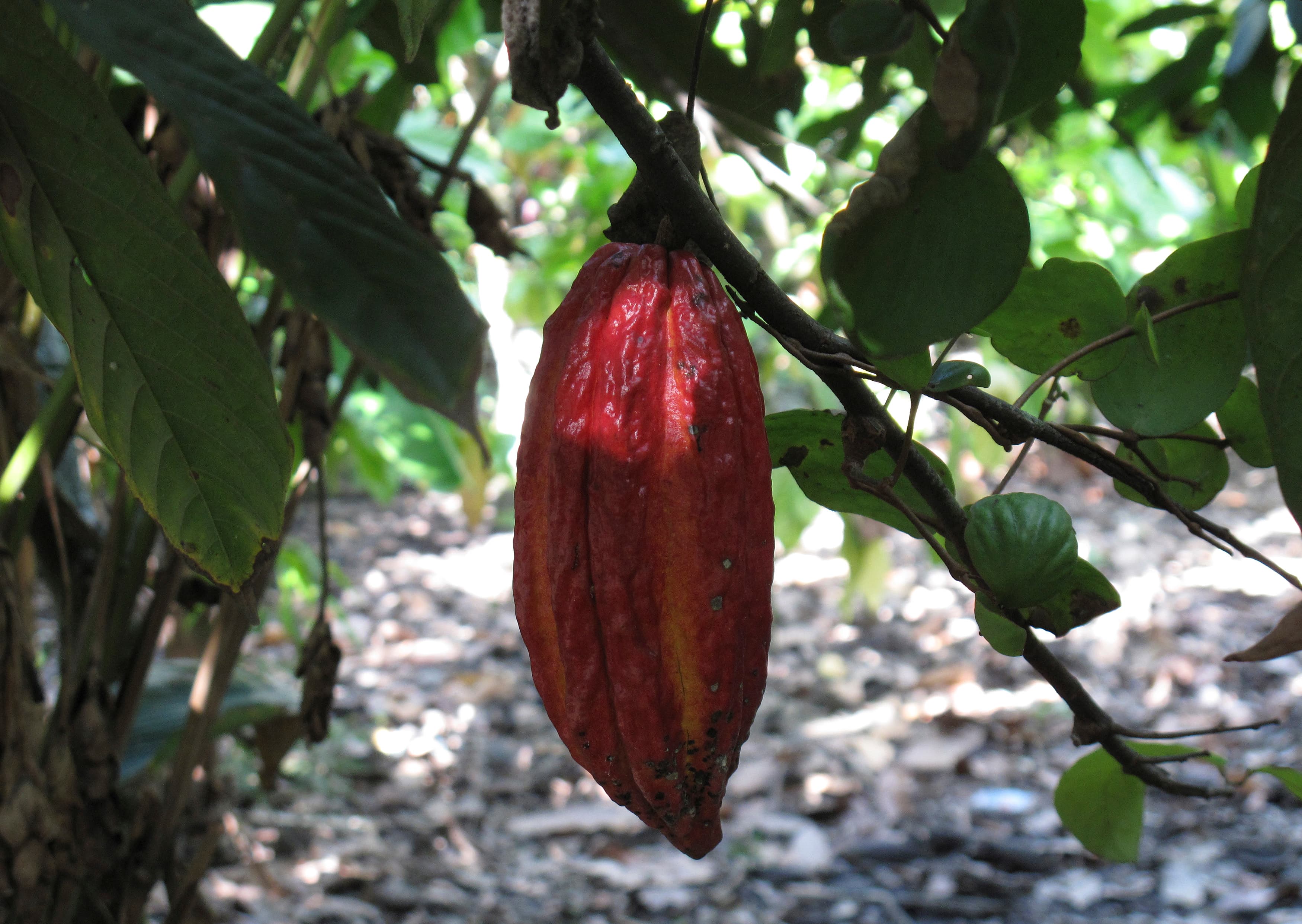A ripe cacao pod containing cocoa beans hangs from a tree on a farm in Tulua, Colombia, December 8, 2008.