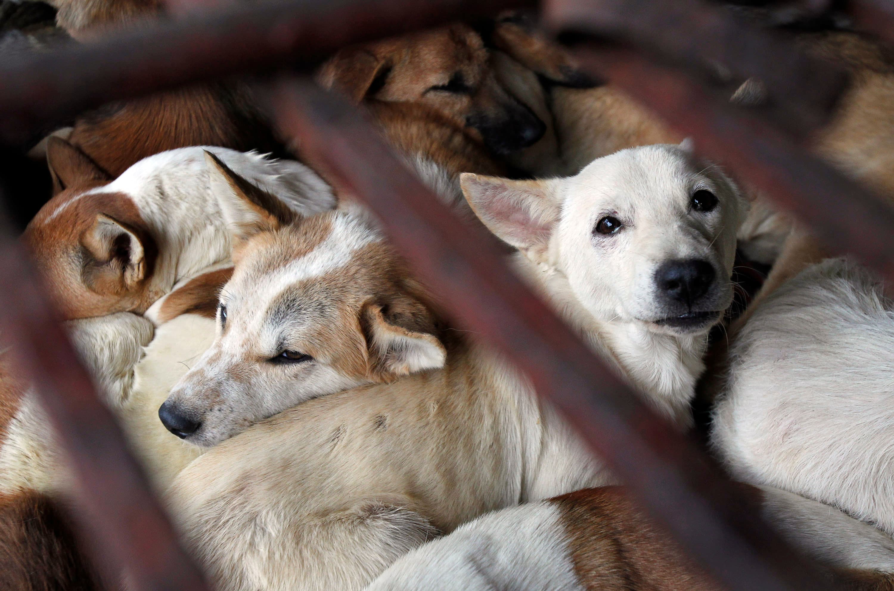 Dogs wait to be slaughtered in a cage for sale as food in Duong Noi village outside Hanoi, 2011.