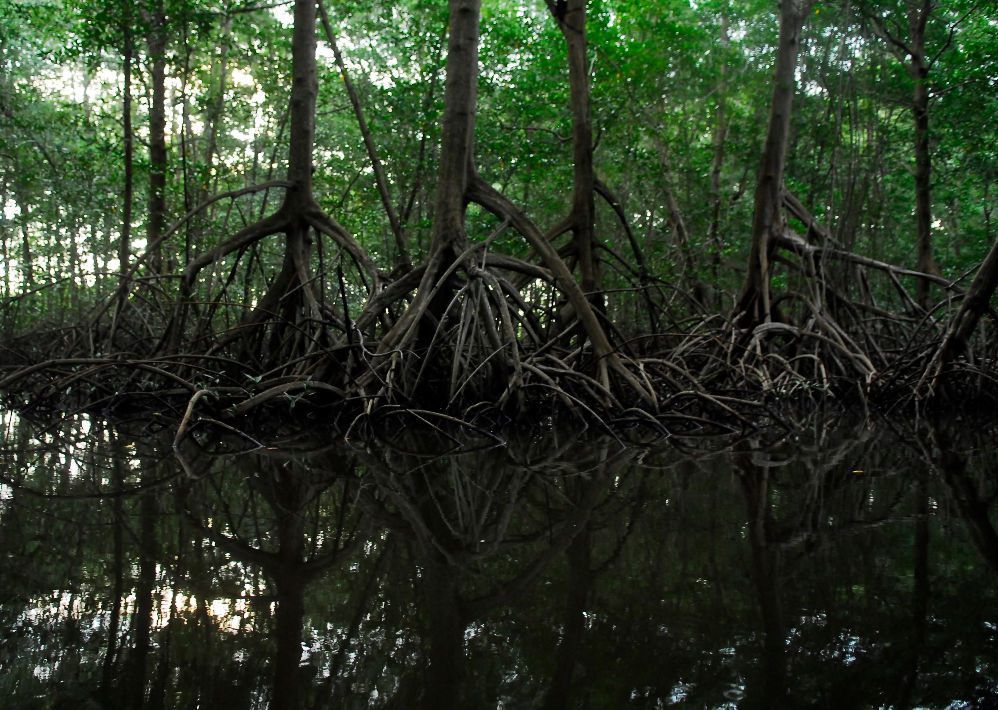 mangroves