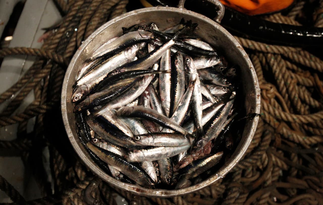 Peru anchovies