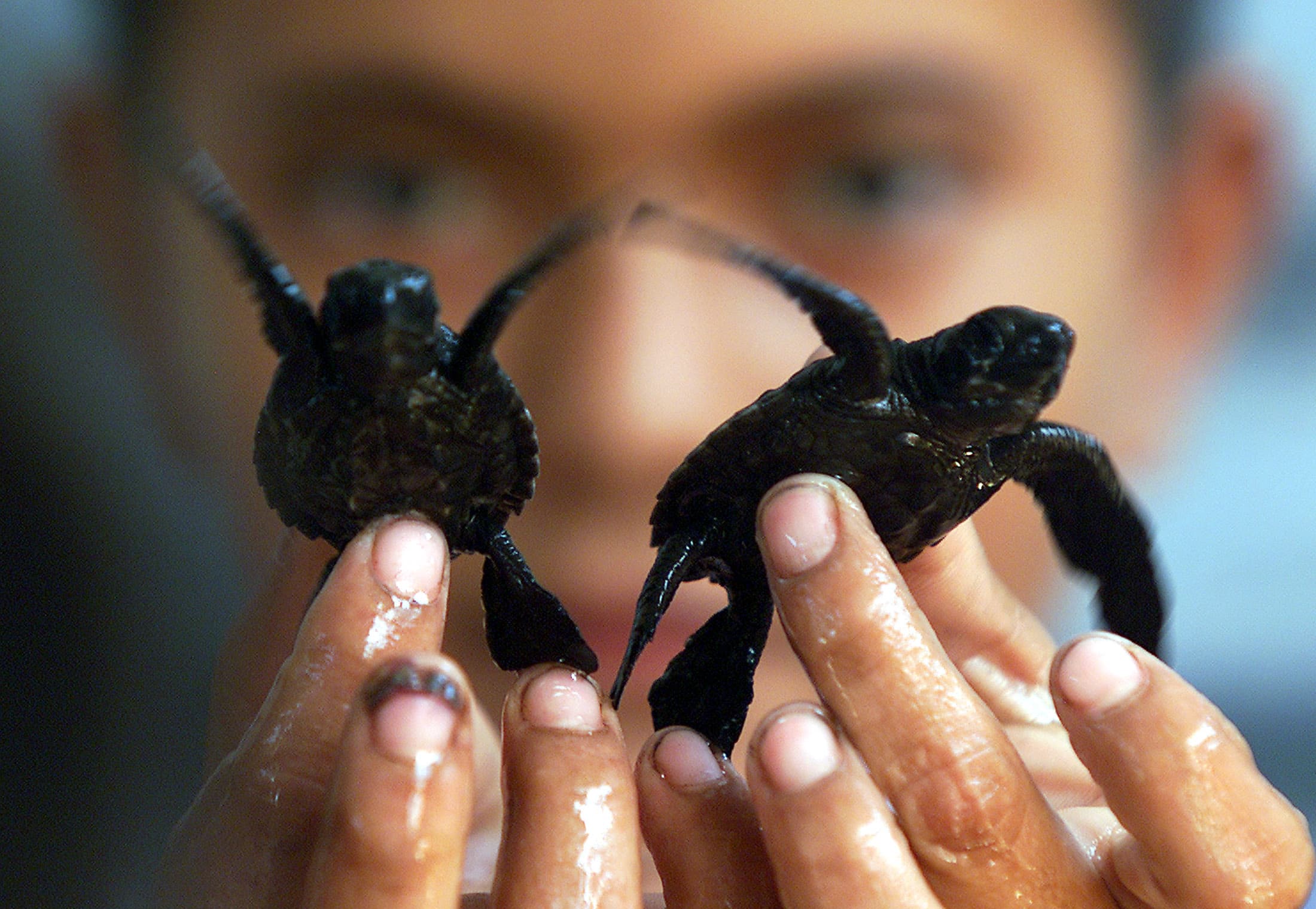 A boy holds two baby sea turtles.