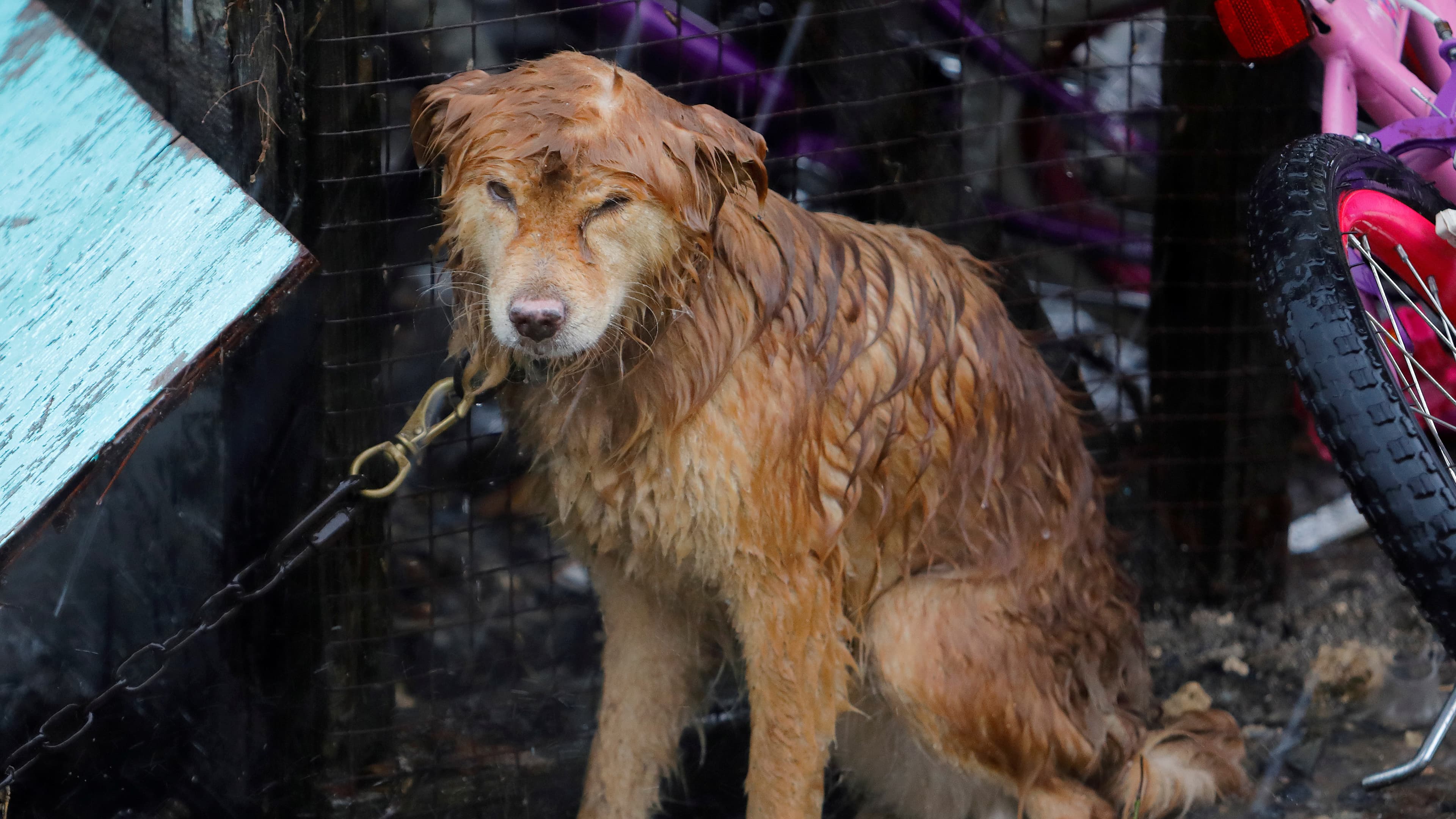 It’s not just people without shelter in the Virgin Islands. Here a dog is drenched as it sits patiently through another downpour of rain, in Frederiksted, St. Croix, US. Virgin Islands September 30th 2017.