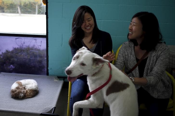 ​Women pet a dog on the opening day of the Dog Cafe, a coffee shop where people can adopt shelter dogs in Los Angeles, California, United States, April 7, 2016.
