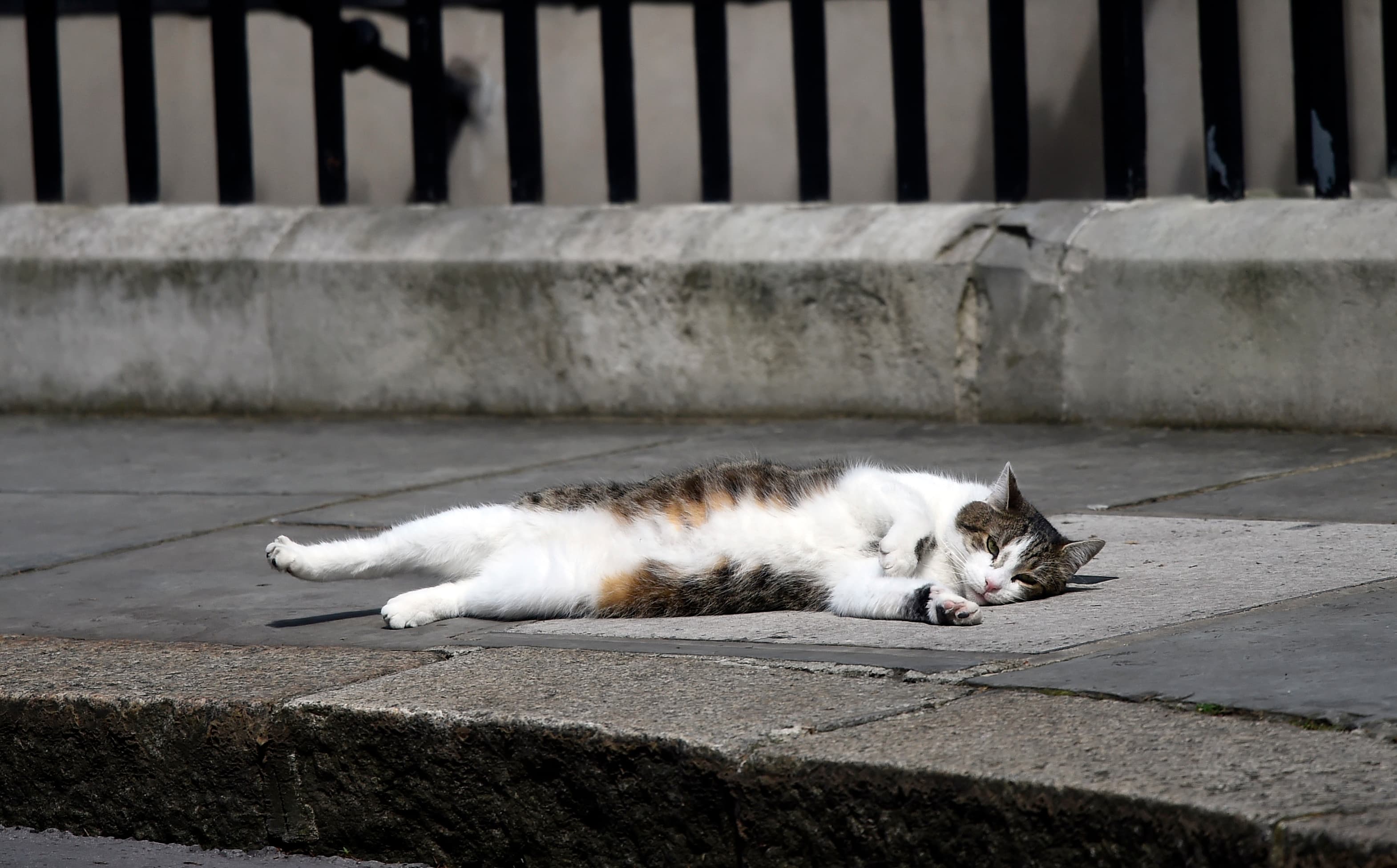 Larry the Downing Street cat lays on the pavement, in central London, Britain July 13, 2016.