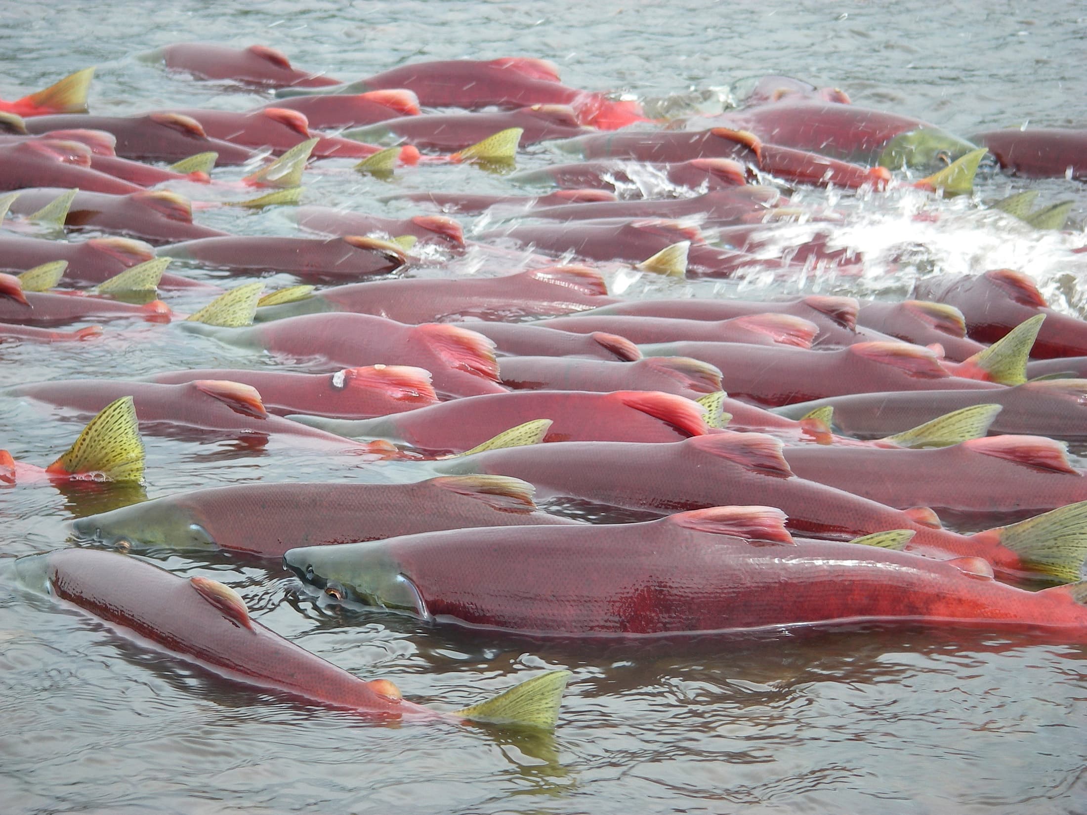 Alaskan salmon in Bristol Bay, Alaska
