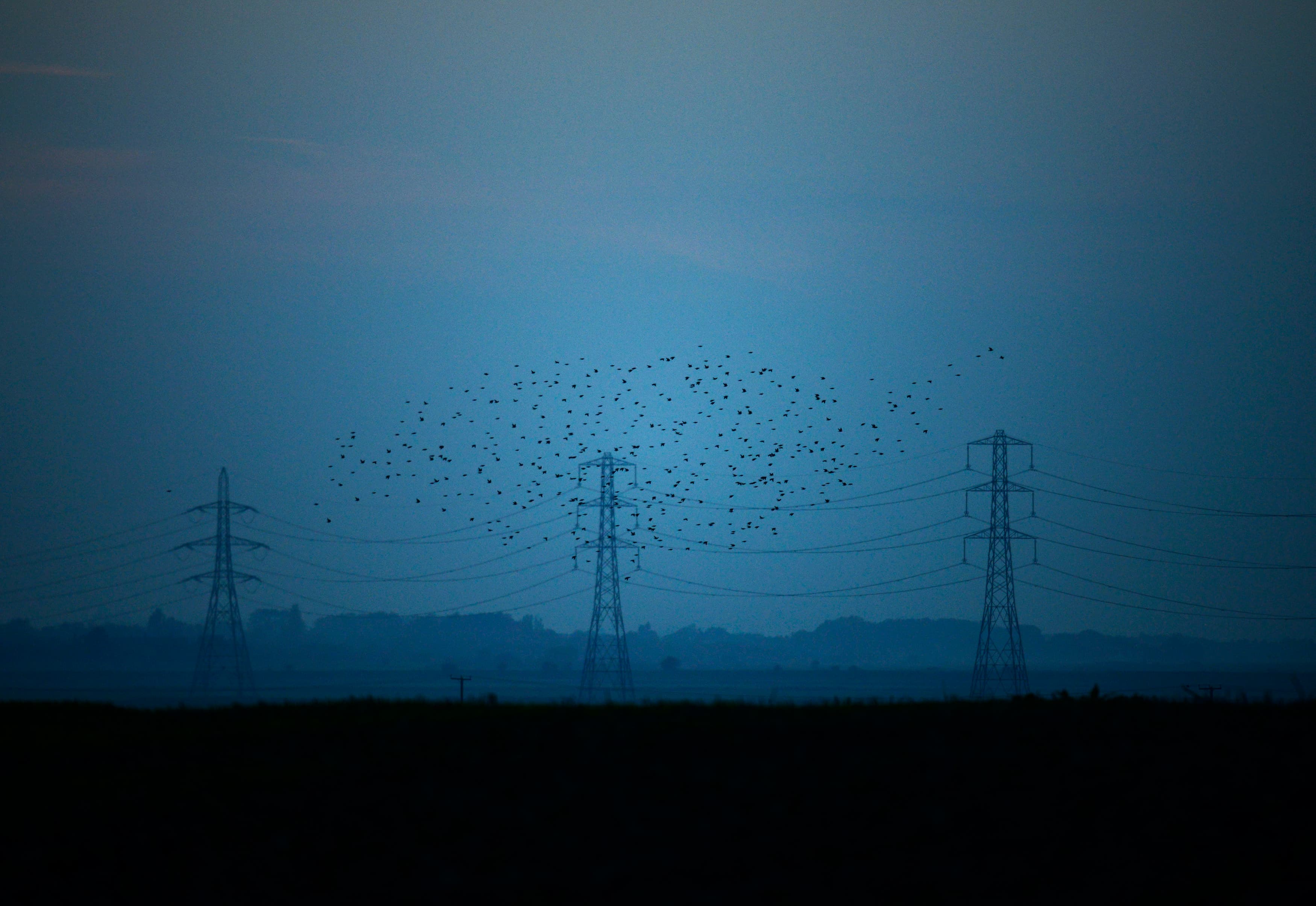 Migrating starlings fly at dusk past electricity pylons silhouetted by the sunset of a clear autumn evening in the Kent countryside, in Graveney, Britain, October 26, 2015.
