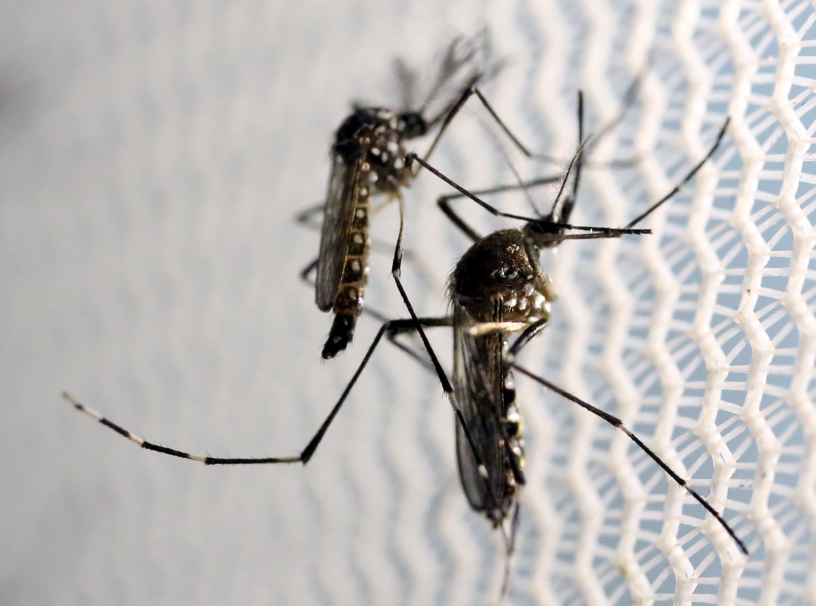 Aedes aegypti mosquitoes inside Oxitec laboratory in Campinas, Brazil.