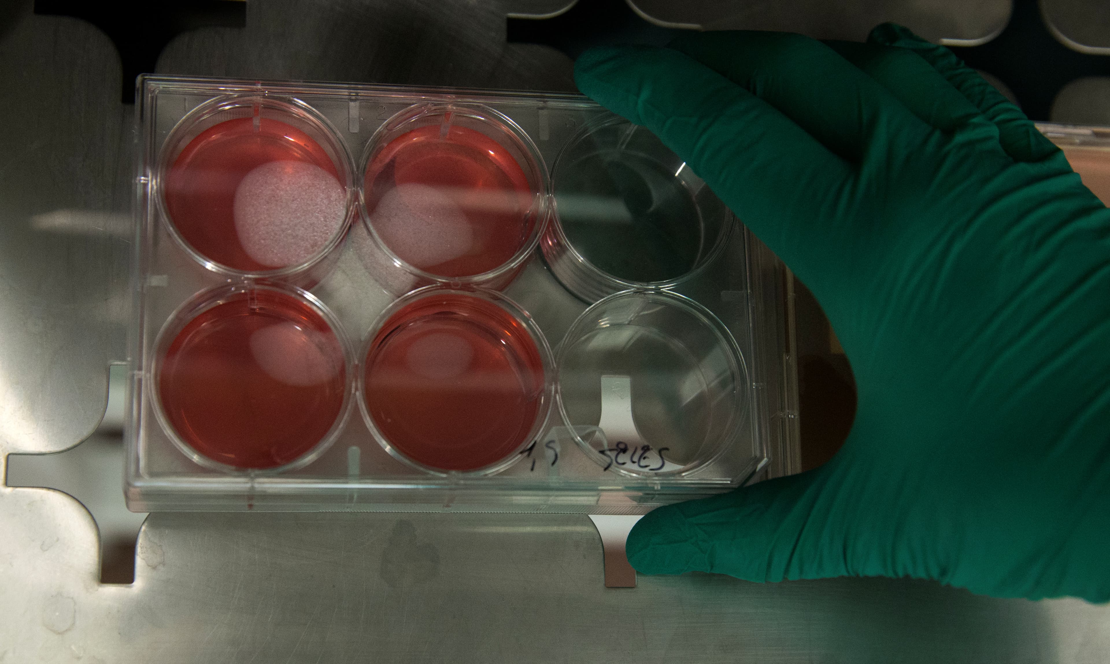 A scientist doing an experiment