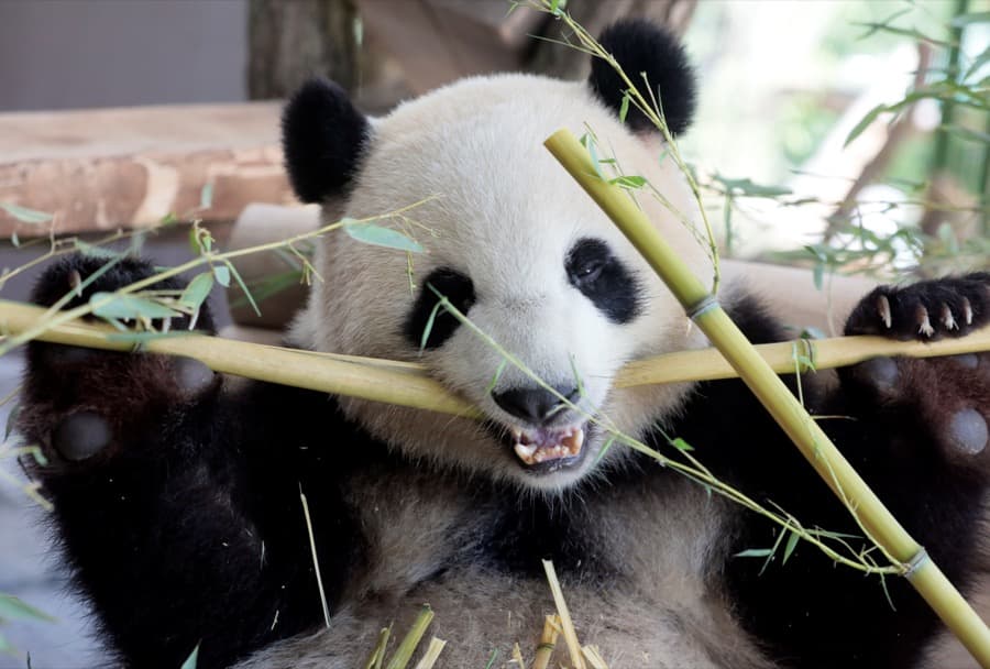 One of the two Chinese panda bears is munching while German Chancellor Angela Merkel and Chinese President Xi Jinping visit their compound during a welcome ceremony at the zoo in Berlin, Germany on July 5.