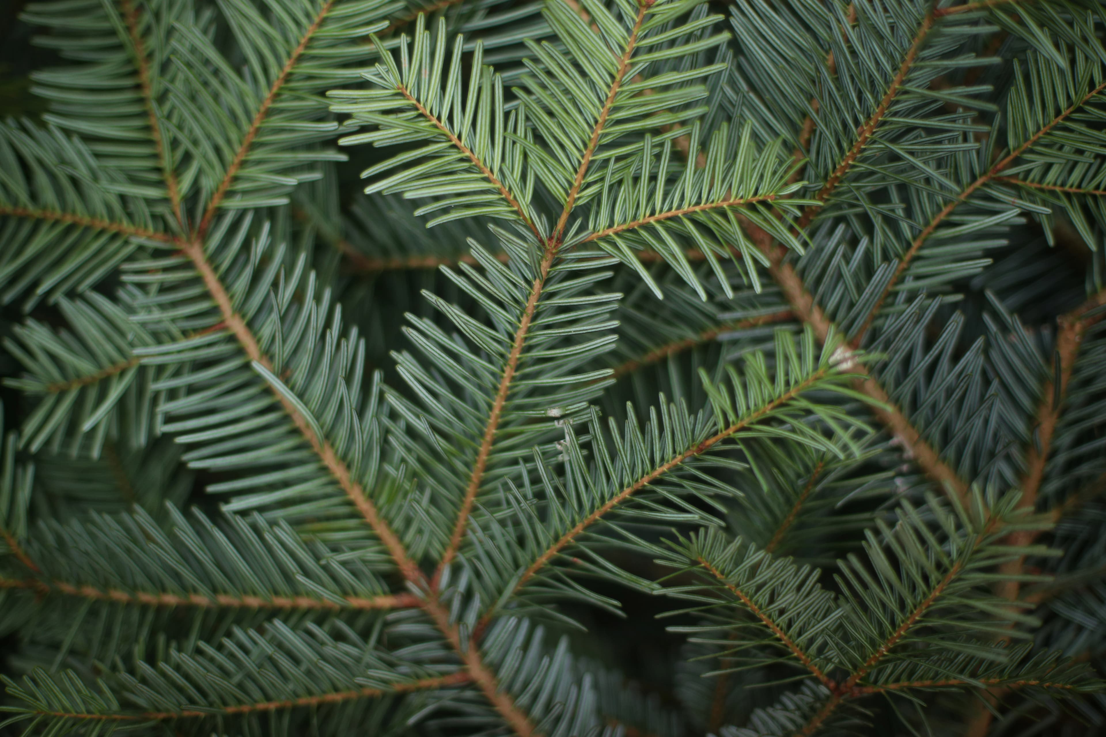 The branches of a Christmas tree ready to be harvested are seen in a field at Wick Farm in Colchester, Britain, November 29, 2017.