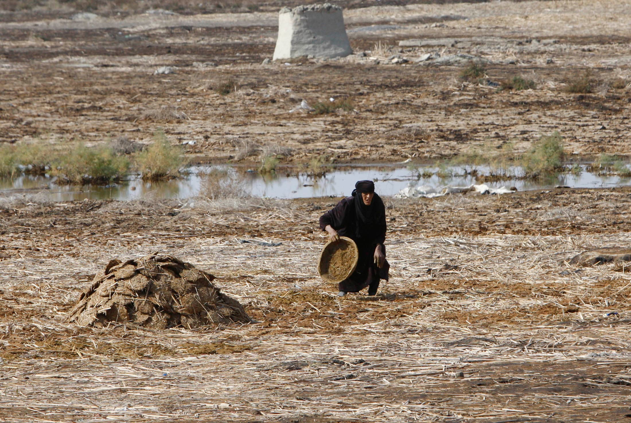 Iraq marshland