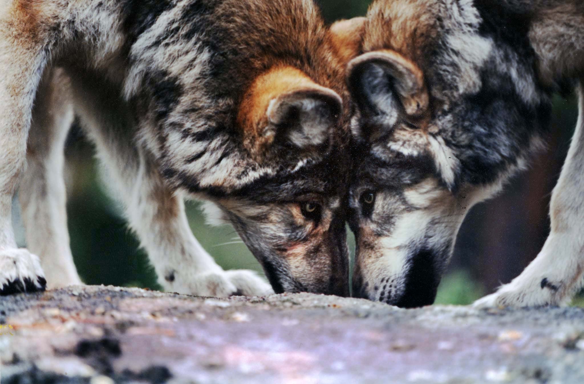 A pair of gray wolves in an undated file photo that were moved from the Red Feather Lakes, Colorado, wolf refuge, to a new refuge in northern New Jersey.