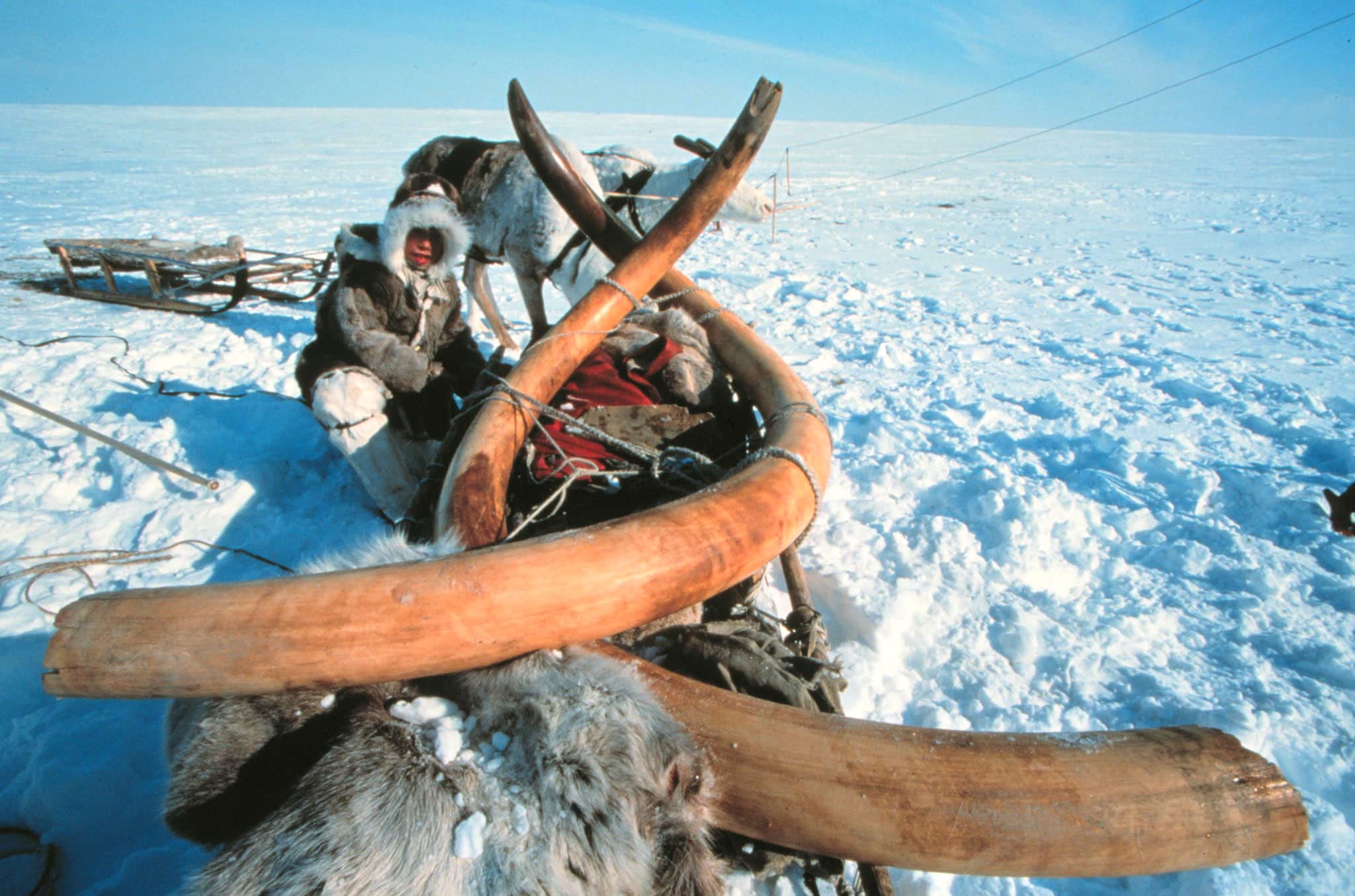 Remains of a 23,000 year old woolly mammoth with tusks, virtually intact, still frozen and now excavated from Siberian permafrost.