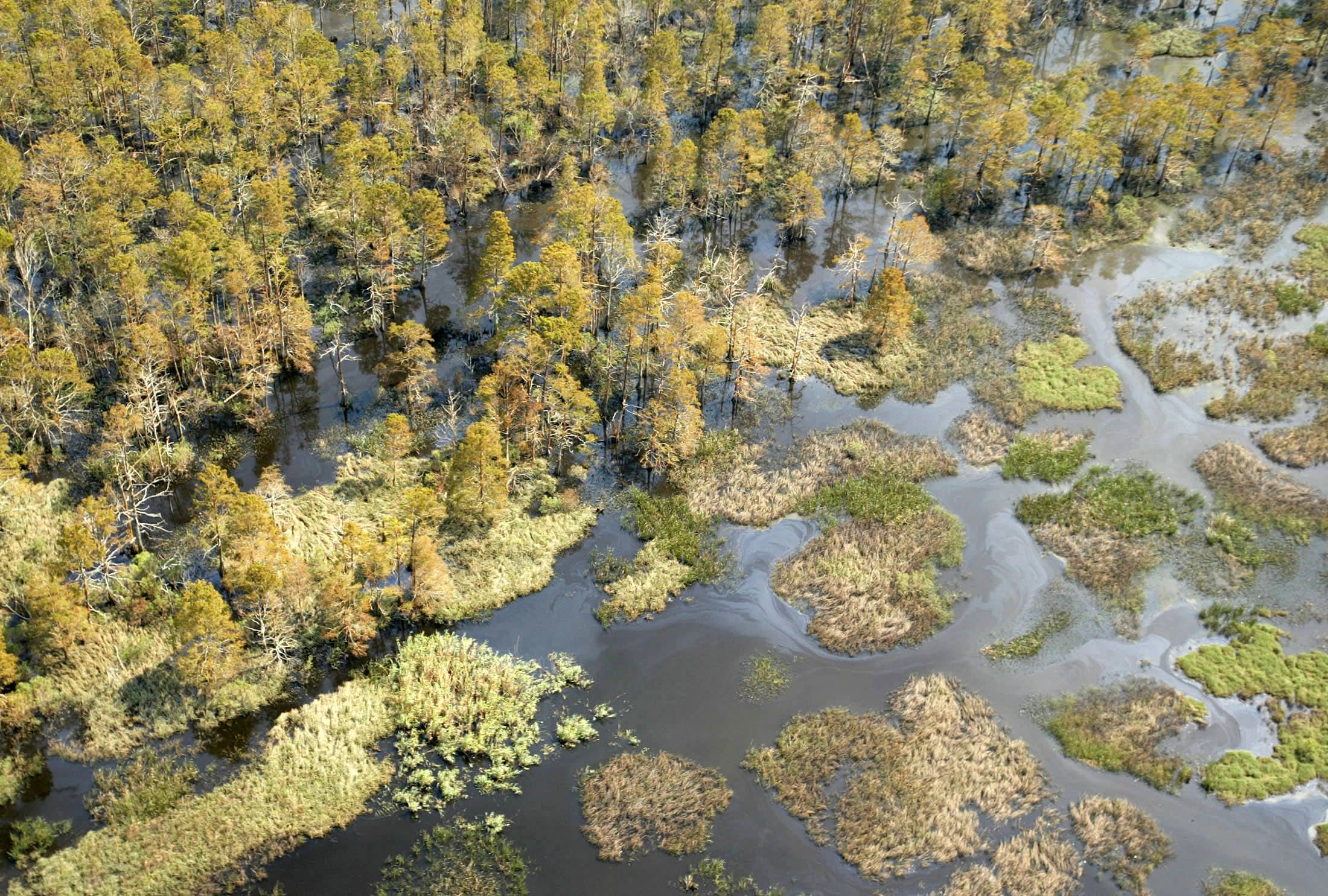 Wetlands and woods are saturated with oil, north of Lake Pontchartrain, after Hurricane Katrina struck in 2005.
