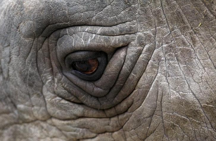 A close-up view of an eye of the Northern White Rhino named Sudan.