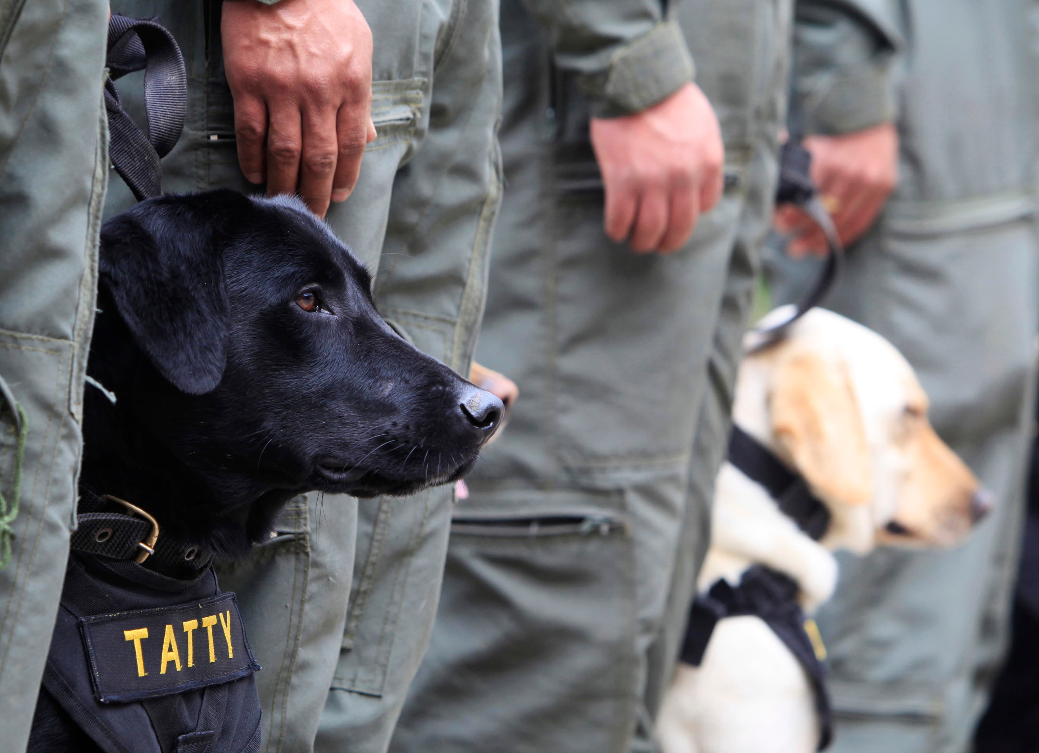 Bomb sniffing dogs stand at attention before a training routine at the army's School of Canine in Bogota, November 22, 2010.