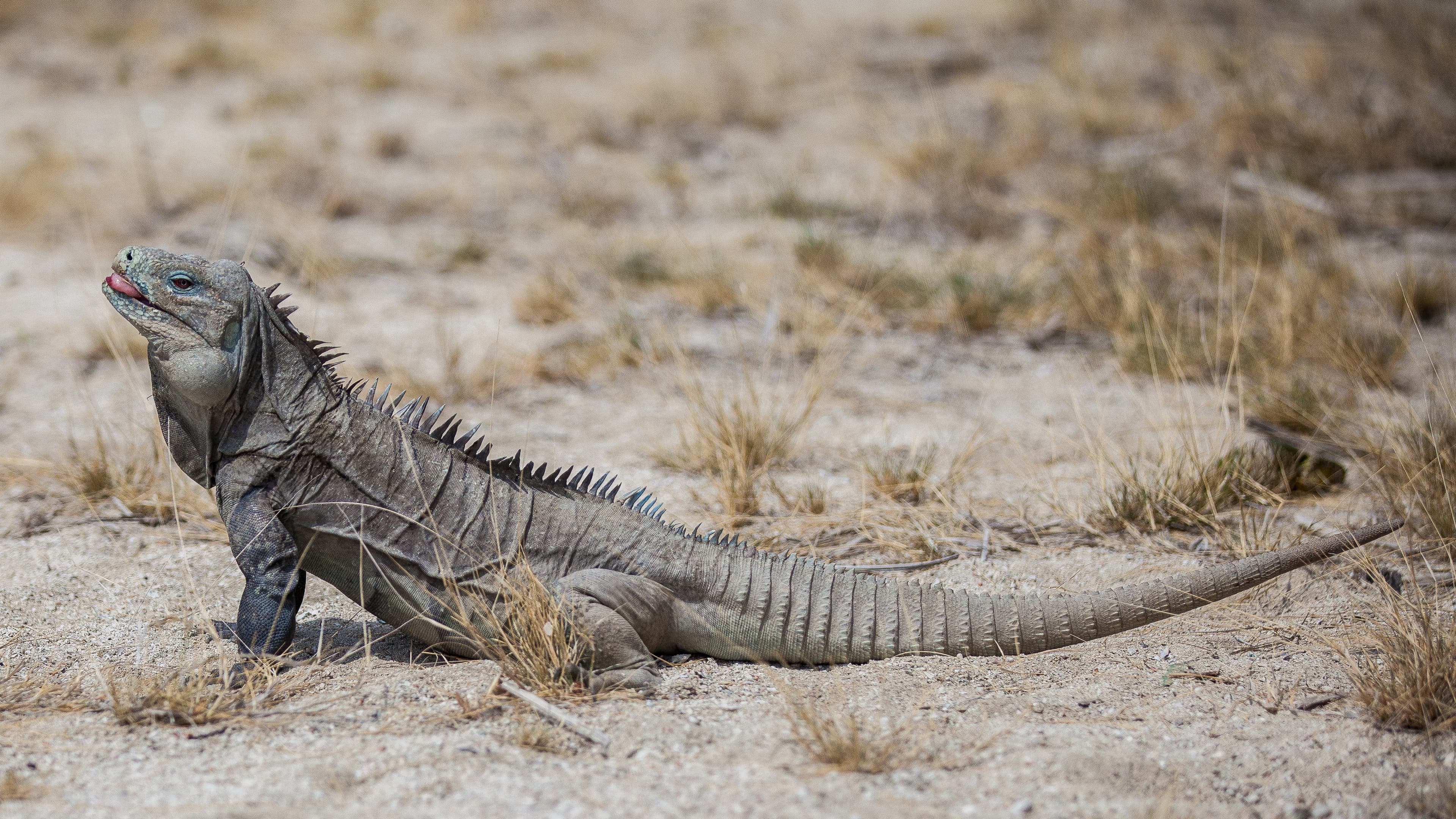 The Ricord's iguana, which lives only on the island of Hispaniola, was thought to be extinct in Haiti until a small population was discovered in the southeastern corner of the country eight years ago. Now the three foot-long lizard is the subject of a rar