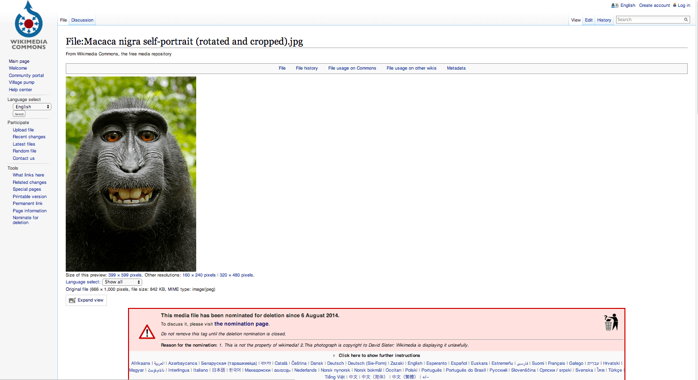 A female Celebes crested macaque takes a photo of herself using David Slater's camera during a photography trip in Indonesia in 2011. There is a legal dispute under way as to who owns the photograph.