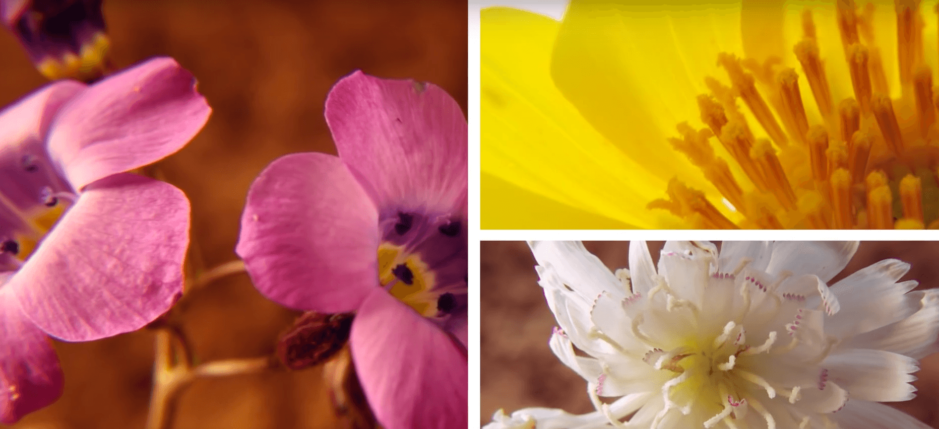 Death Valley super bloom 2016