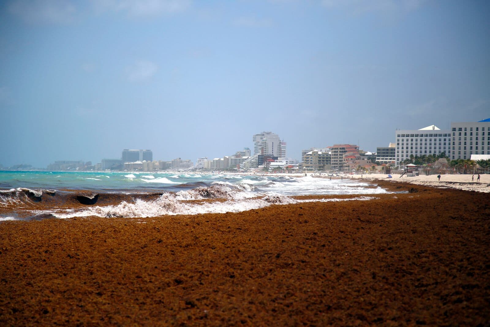 Seaweed blanket in Mexico