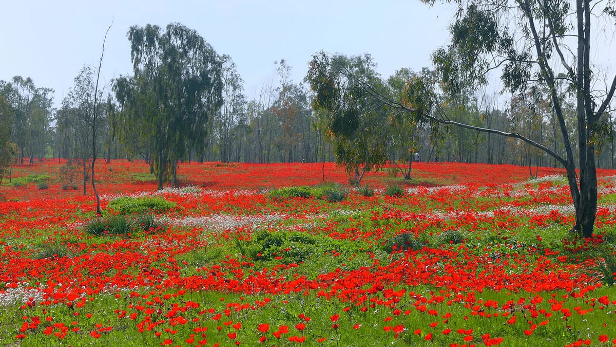 Anemone coronaria flowers in Shokeda forest, Israel.