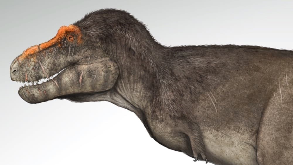 Contrary to classic depictions of a tyrannosaurus rex, paleoartist Gabriel Ugueto says that the massive carnivores likely were covered in small feathers on the top of their bodies.
