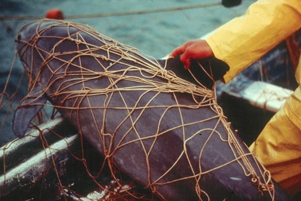 Vaquita