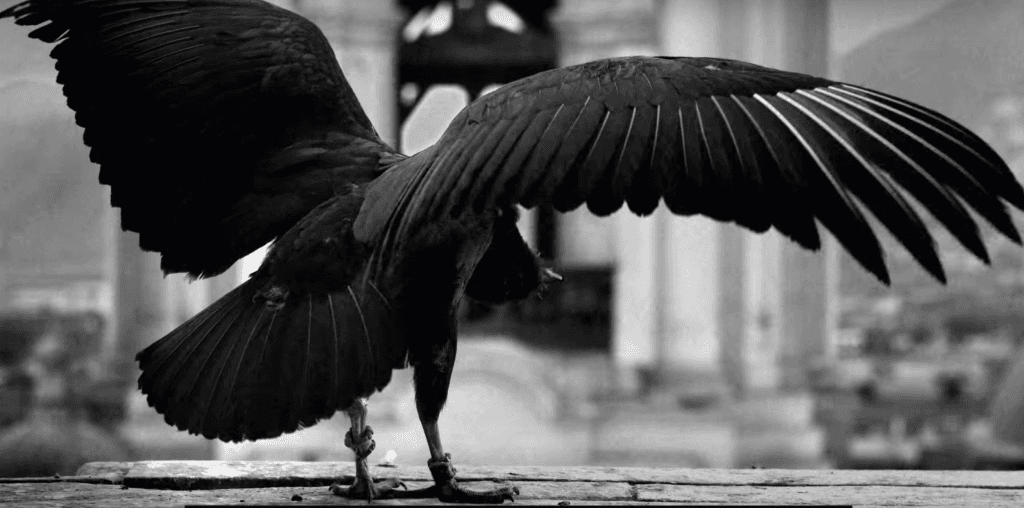 Vultures, the unsung heroes of the skies?