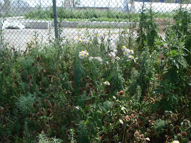 Fleabane