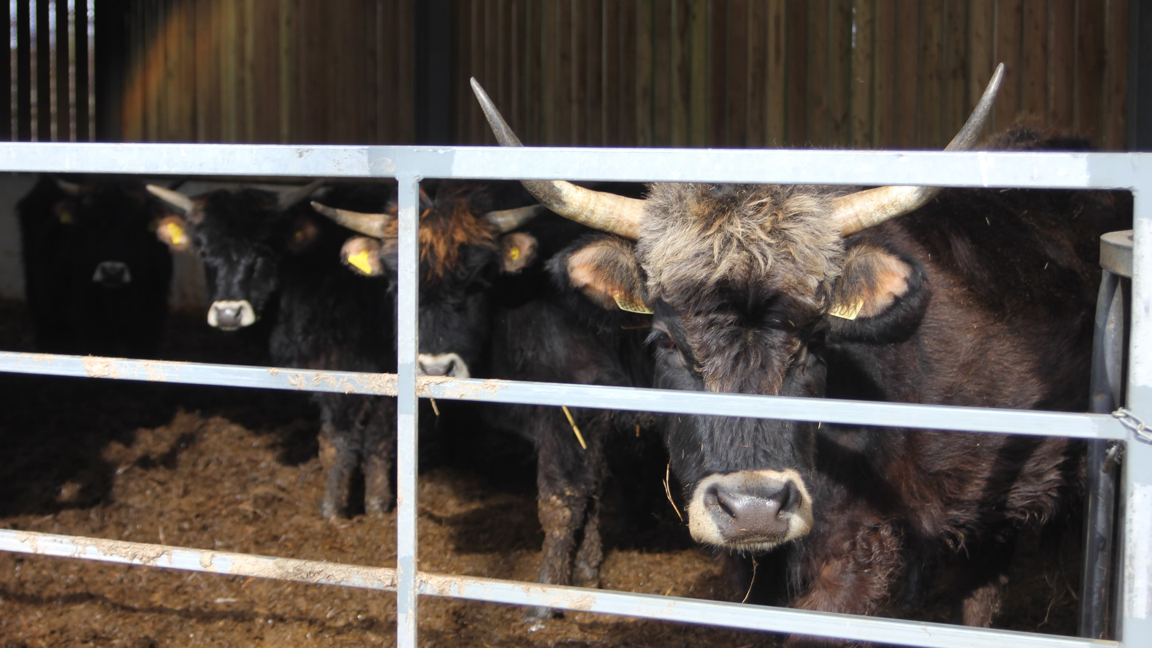 If Derek Gow and other advocates of "rewilding" get their way, creatures like his Heck cattle will once again roam wild through parts of Europe.