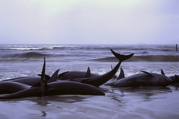 Beached whales