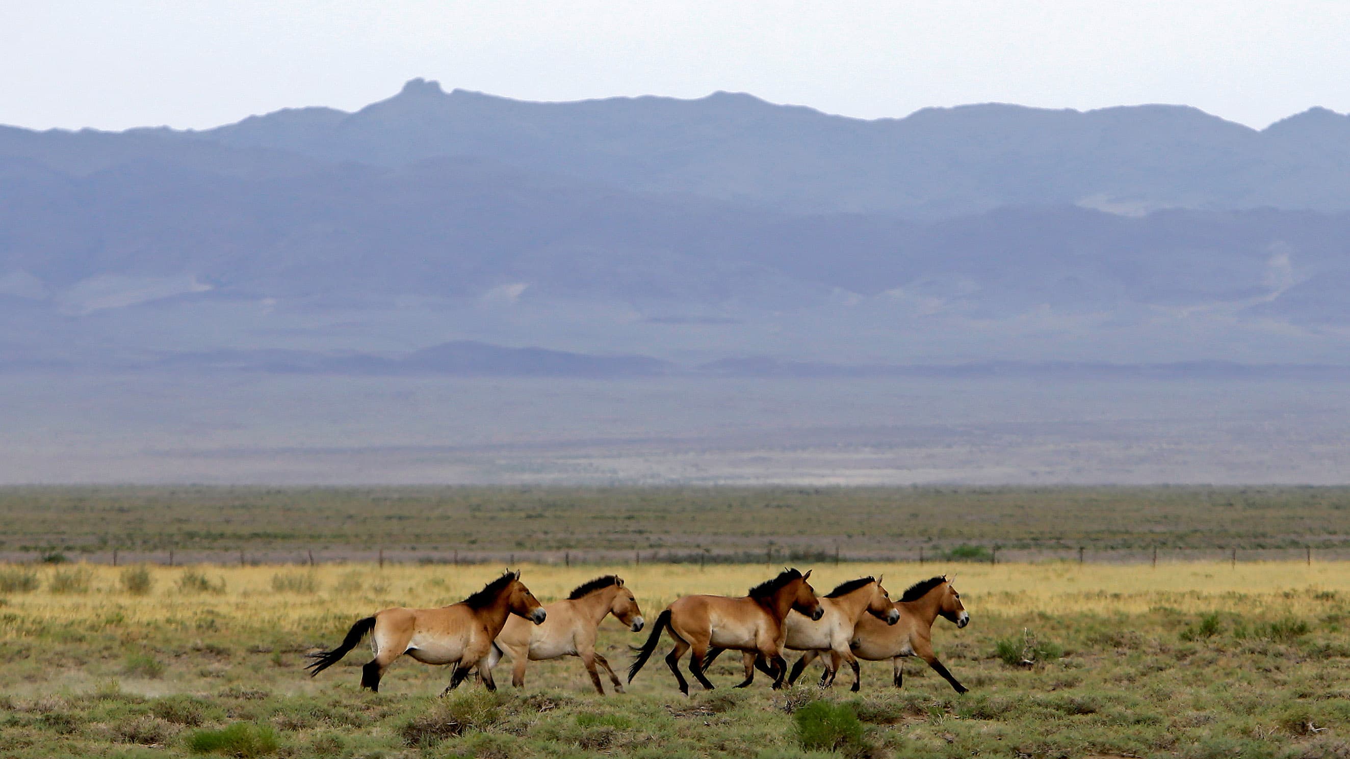 A herd of endangered Przewalski's horses trot across the Takhin Tal National Park, part of the Great Gobi B Strictly Protected Area, in southwest Mongolia, on June 22.