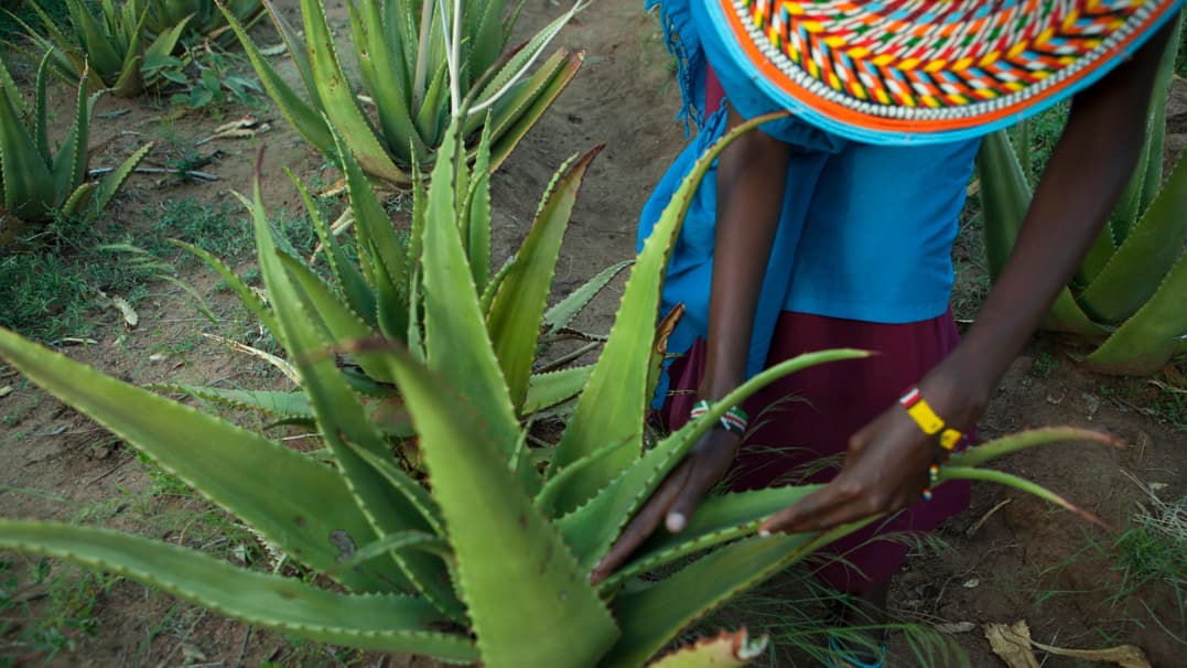 Priscilla Lekootoot shows how she harvests leaves from the aloe secundiflora plants at Twala Cultural Manyatta.