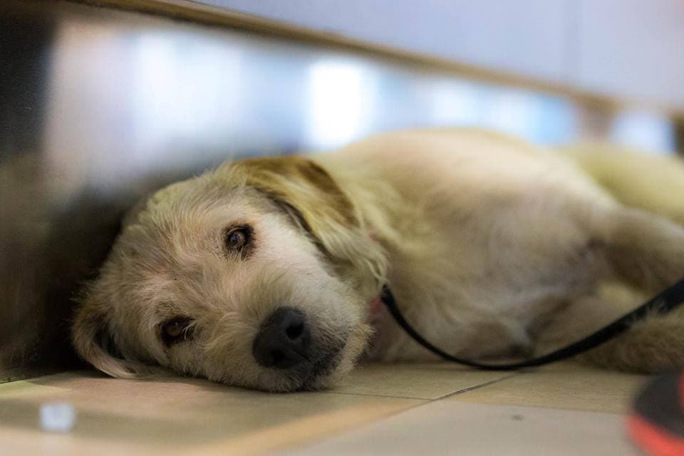 An Ecuadorean stray named Arthur who won the hearts of millions after he adopted a team of Swedish trekkers.