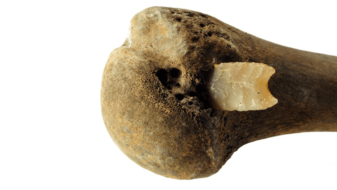 A flint arrowhead embedded a full inch into an upper arm bone. This was the first find at the site.