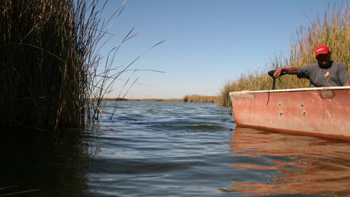 The Cienega de Santa Clara wetland, in Sonora province in northwestern Mexico, is fed by runoff from U.S. farms irrigated with water from the Colorado River.