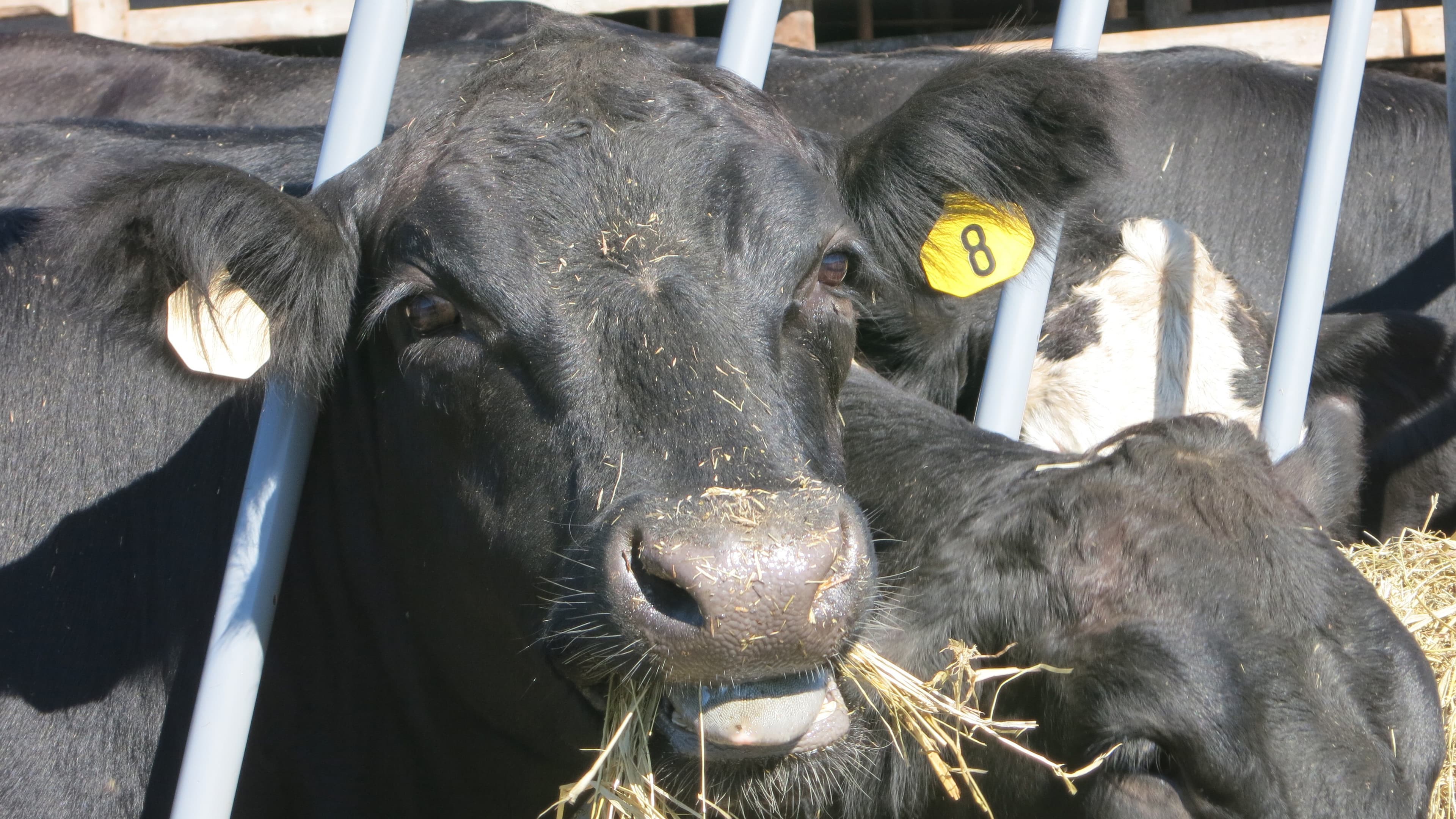 If the TPP is passed, American dairy farmers could see their cash receipts from butter and cheese exports increase $275 million annually.