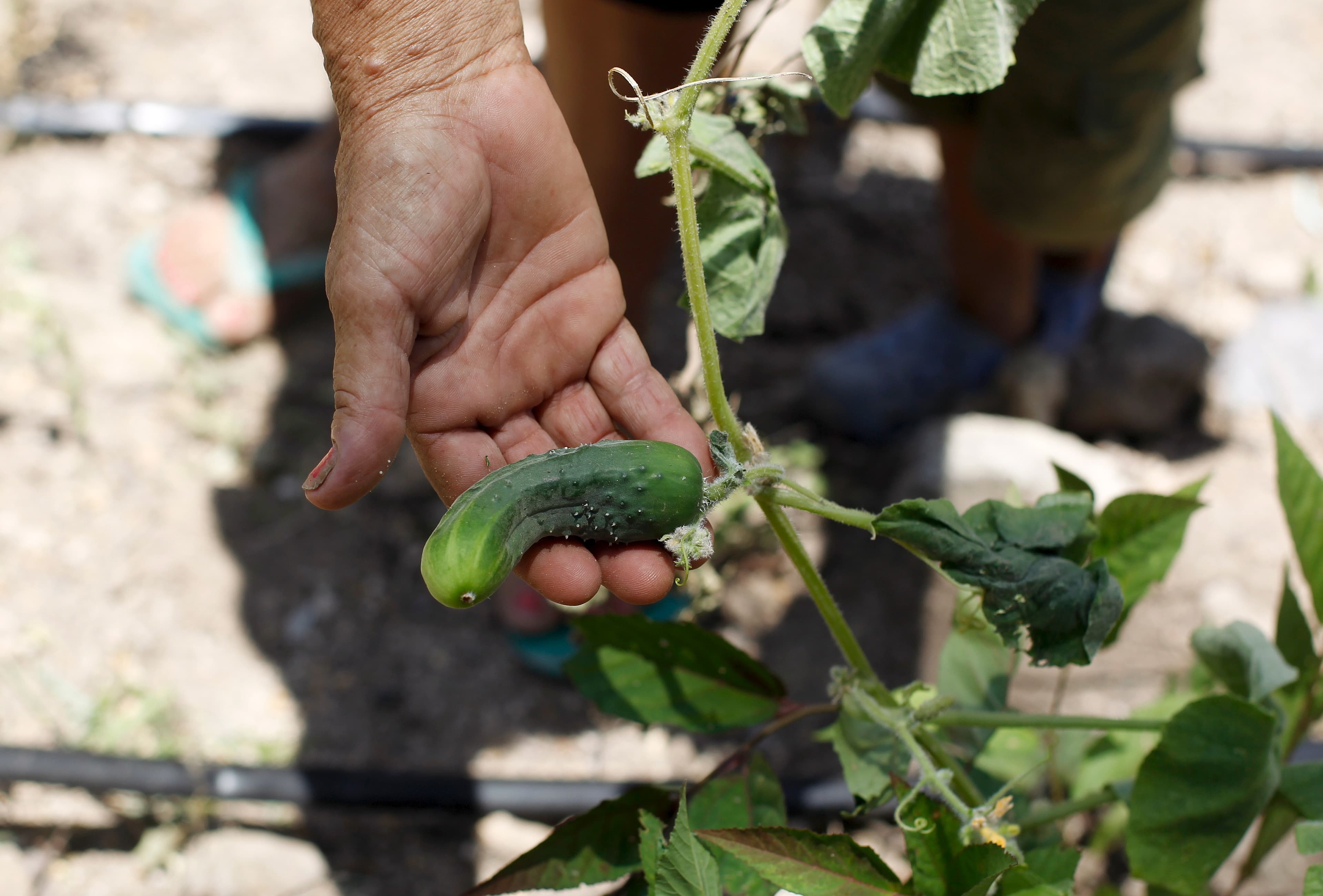 The word cucumber was one of many devastating insults in Elizabethan England.