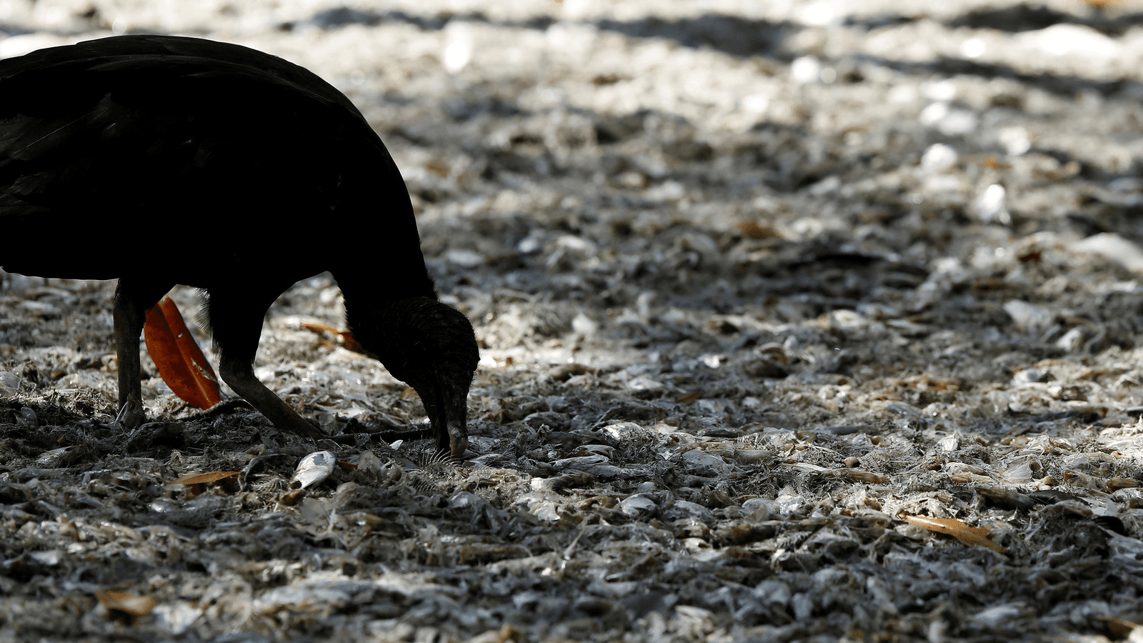 A bird eats dead fish in the area where thousands of dead fish washed up on Abangaritos beach in Puntarenas, Costa Rica, Feb. 16, 2017.